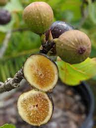 Fig Tree, Ficus Carica